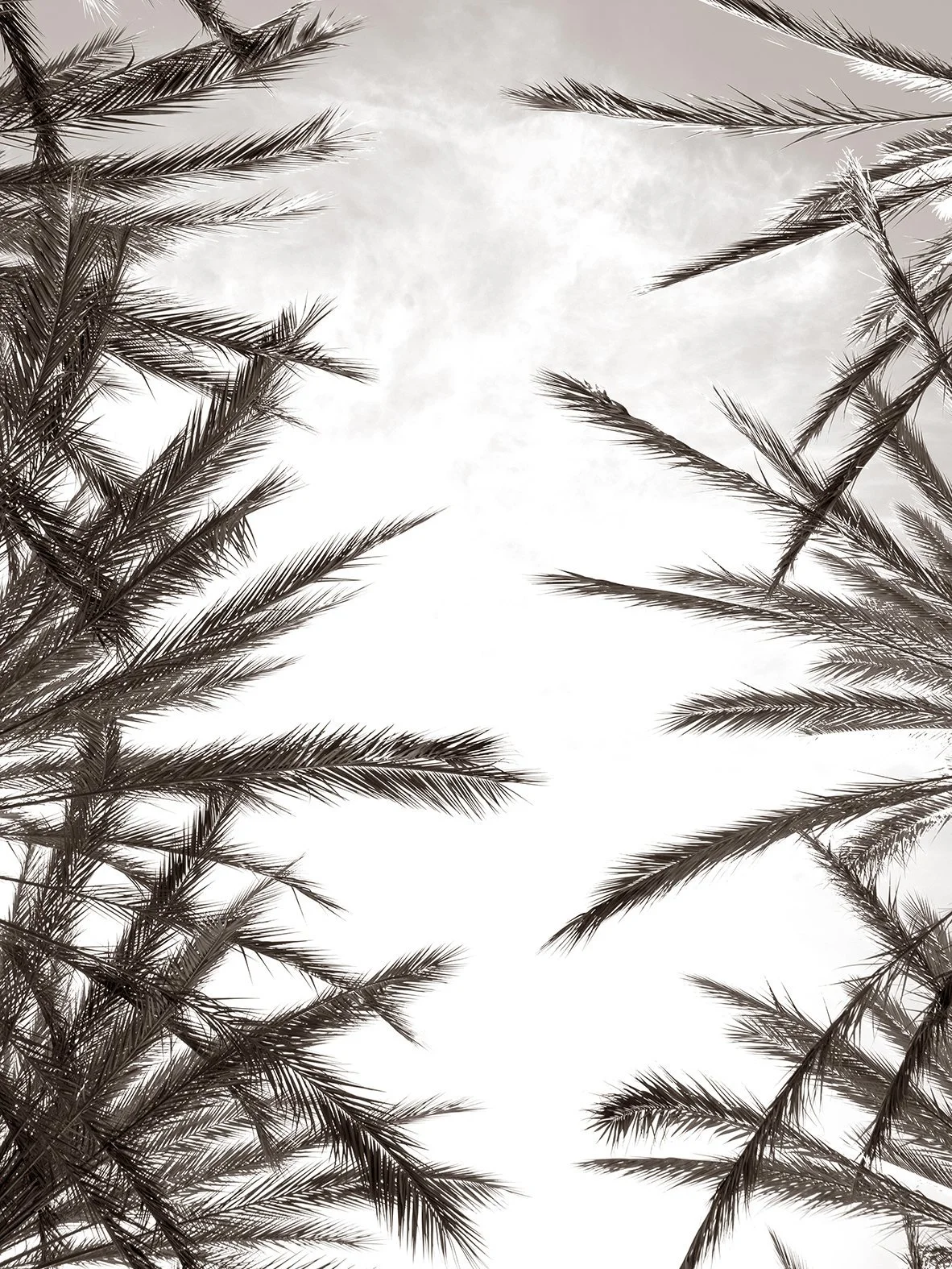_DSC5028_Silver+Palms_B&W_web+ready.jpg
