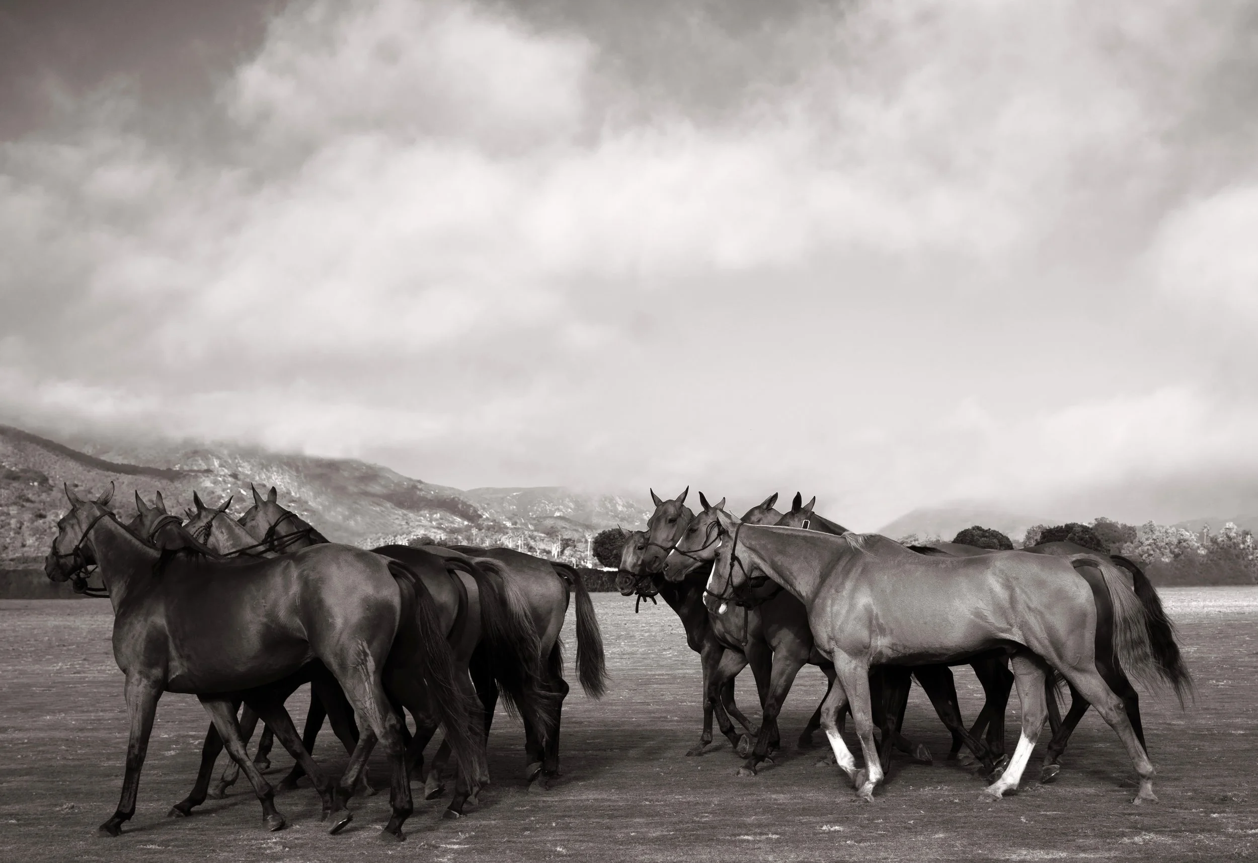 DSC06398_Horses in Line_b&w.jpg