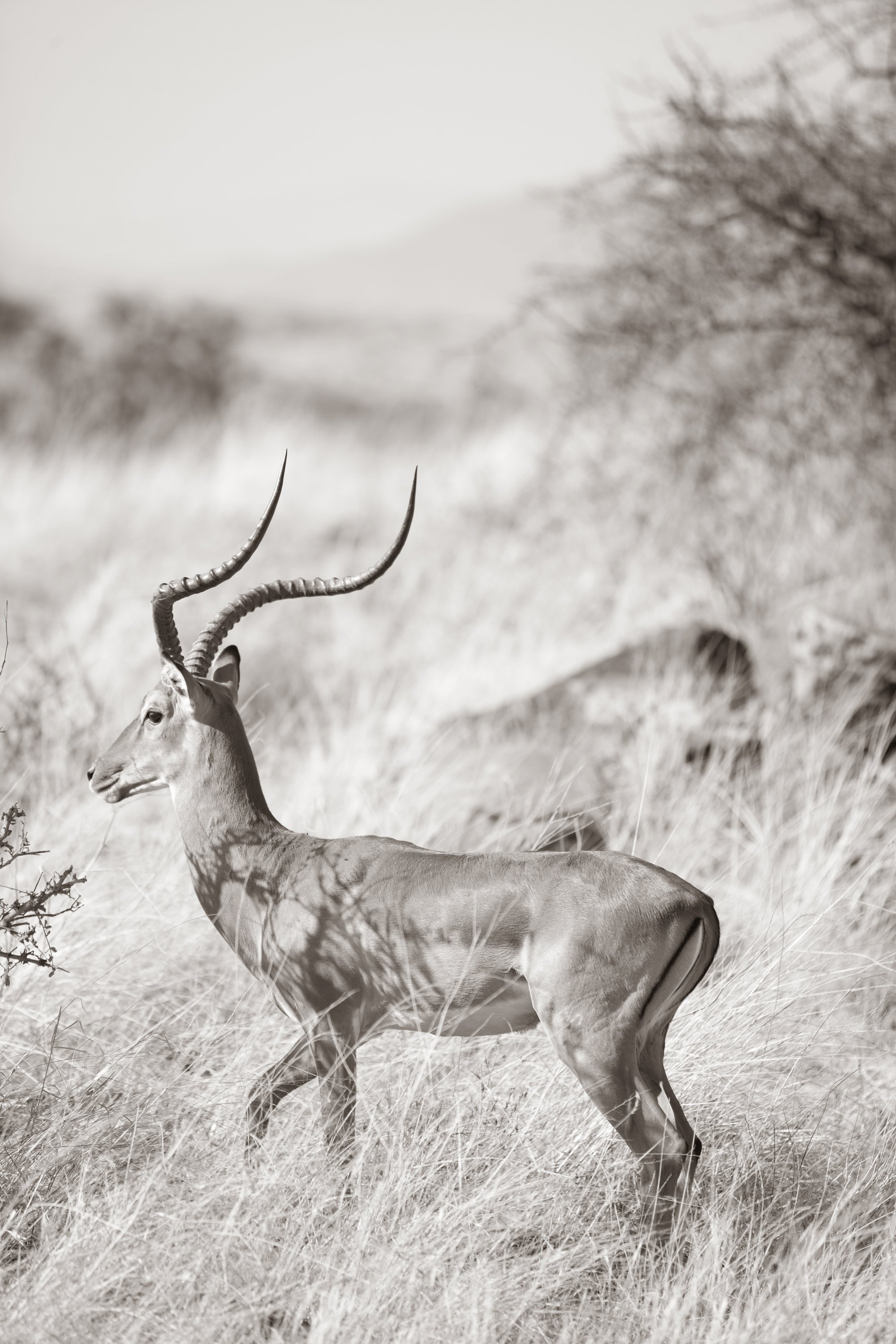 Female Gazelle Profile
