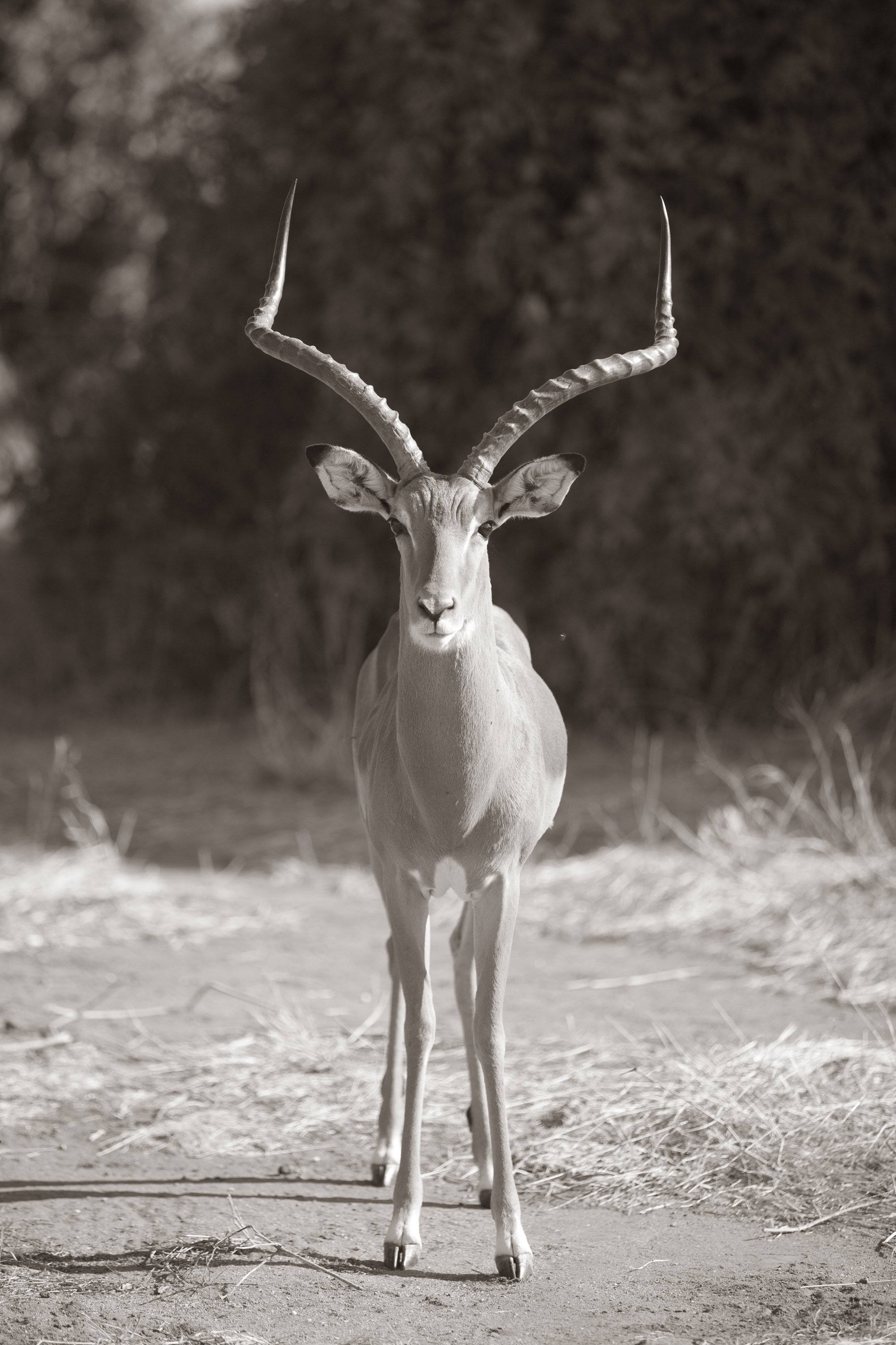 Female Gazelle