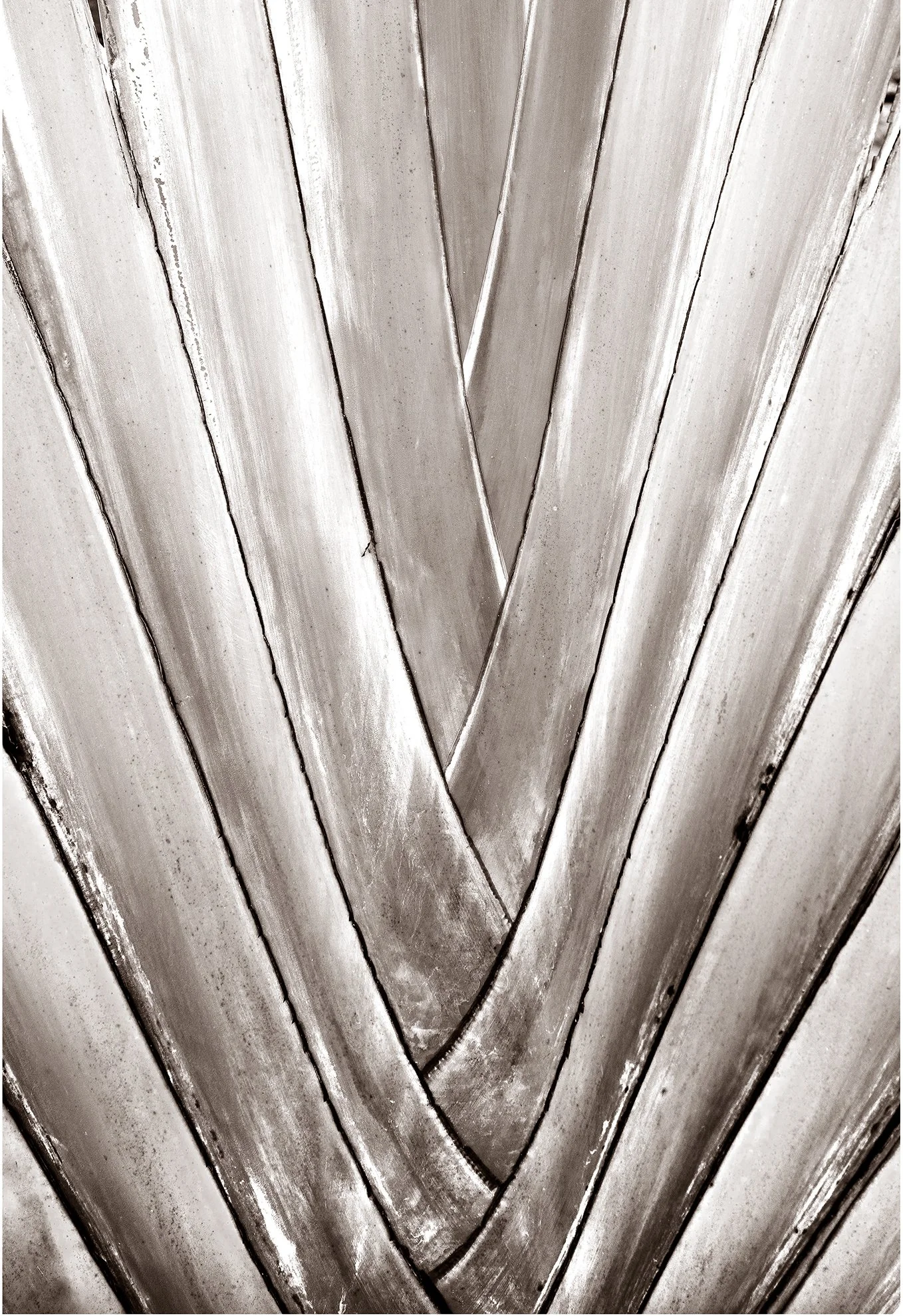 _DSC1611-2_Flat Palm_full frame.jpg
