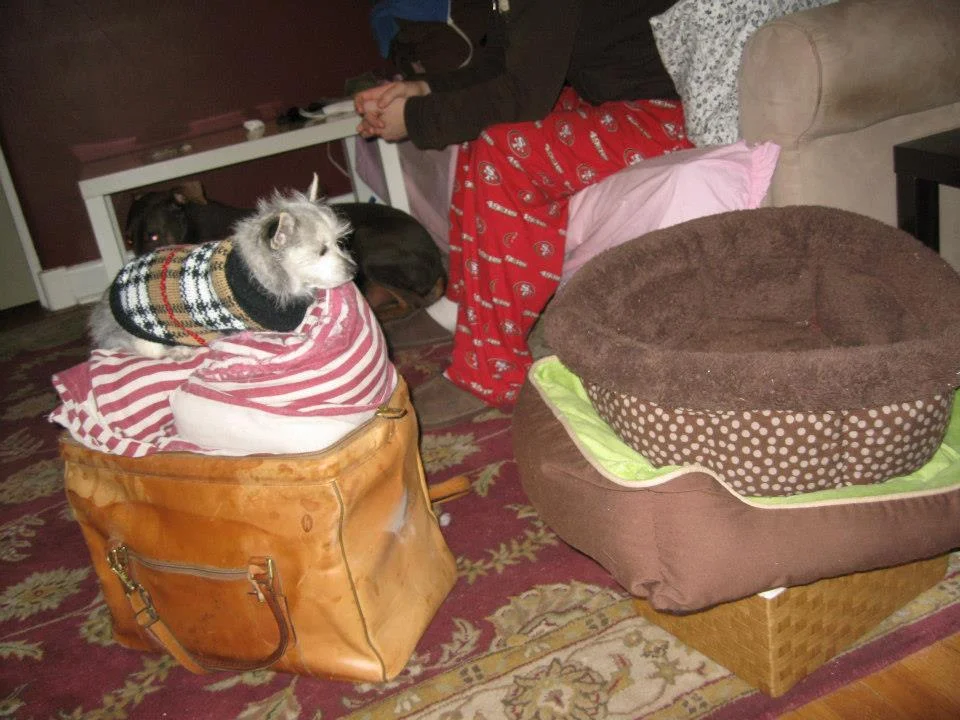 Snapshot: Our dogs got accustomed to frequent visits to their sitter, joining their belongings when they realized they'd been packed up again.
