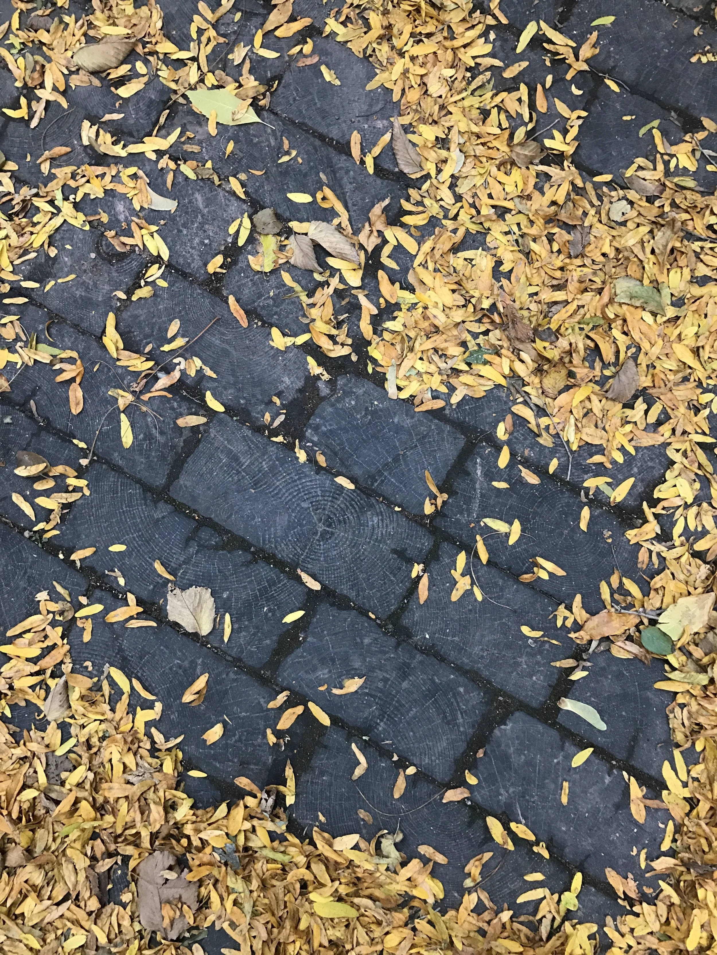 The few surviving wooden planks used to pave Chicago's streets. Taken this past weekend on a graveyard tour with Carolyn.