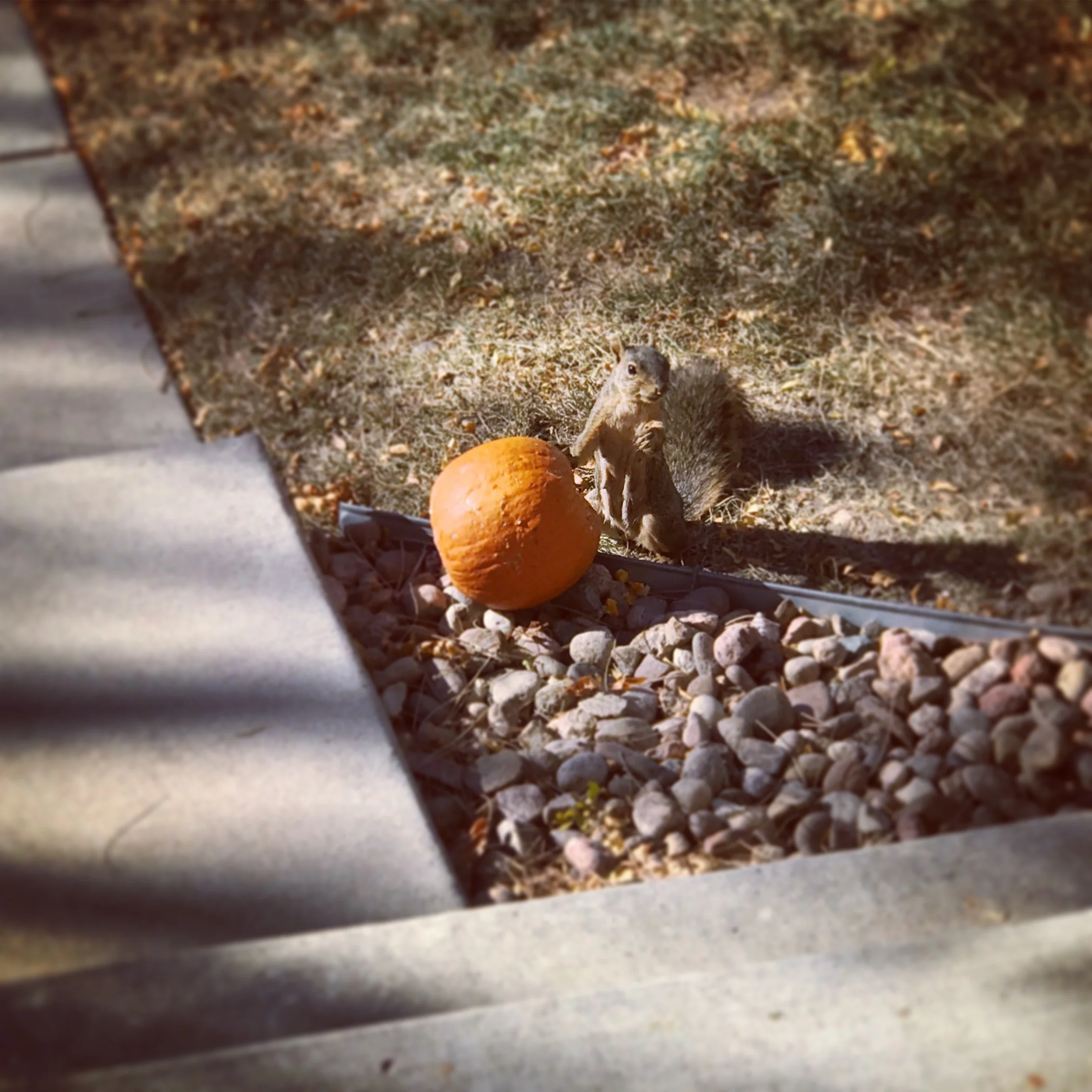 The last of my Halloween Pumpkin...eaten by a neighborhood thief. 