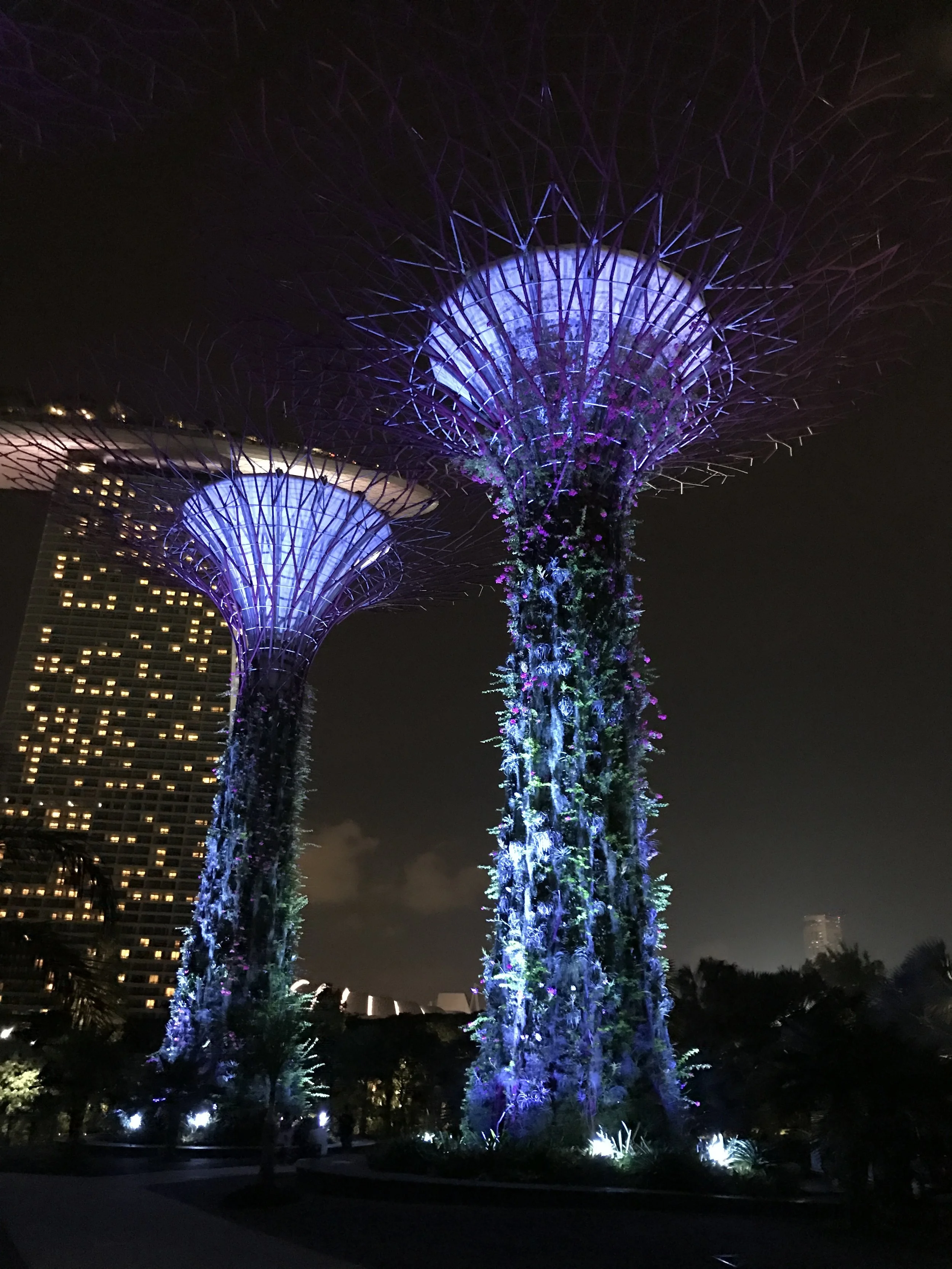 Garden By the Bay in Singapore at night. 
