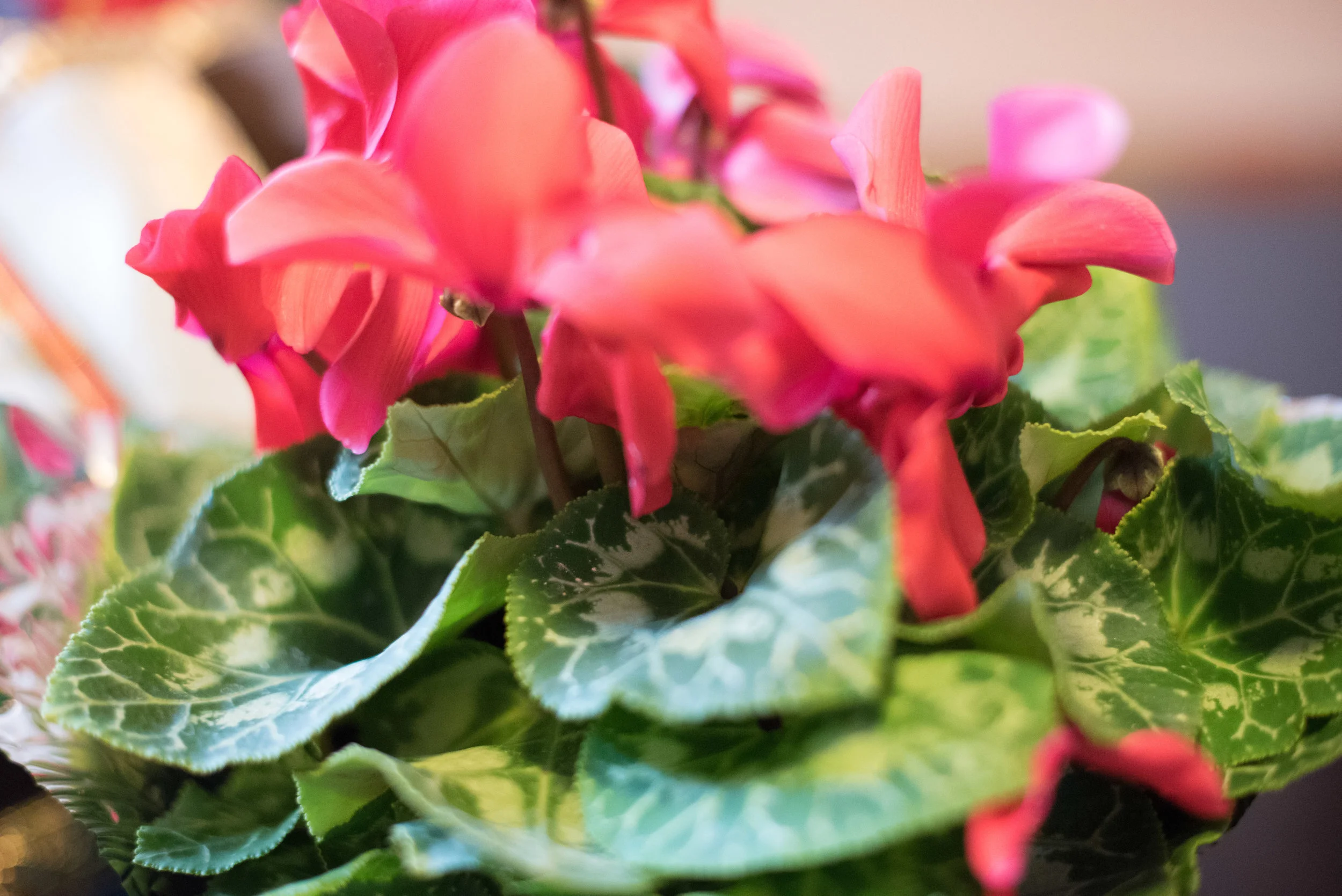 December Flower Delivery