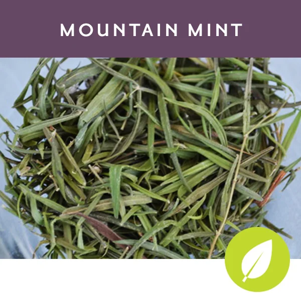 MOUNTAIN MINT Herbal tisane with mountain min t, peppermint and spearmint