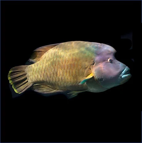 Humphead.jpg