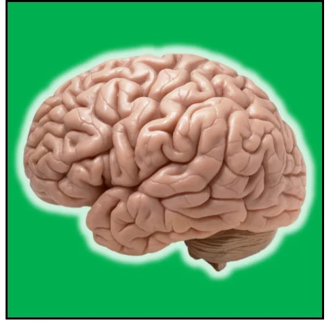 Brains.jpg
