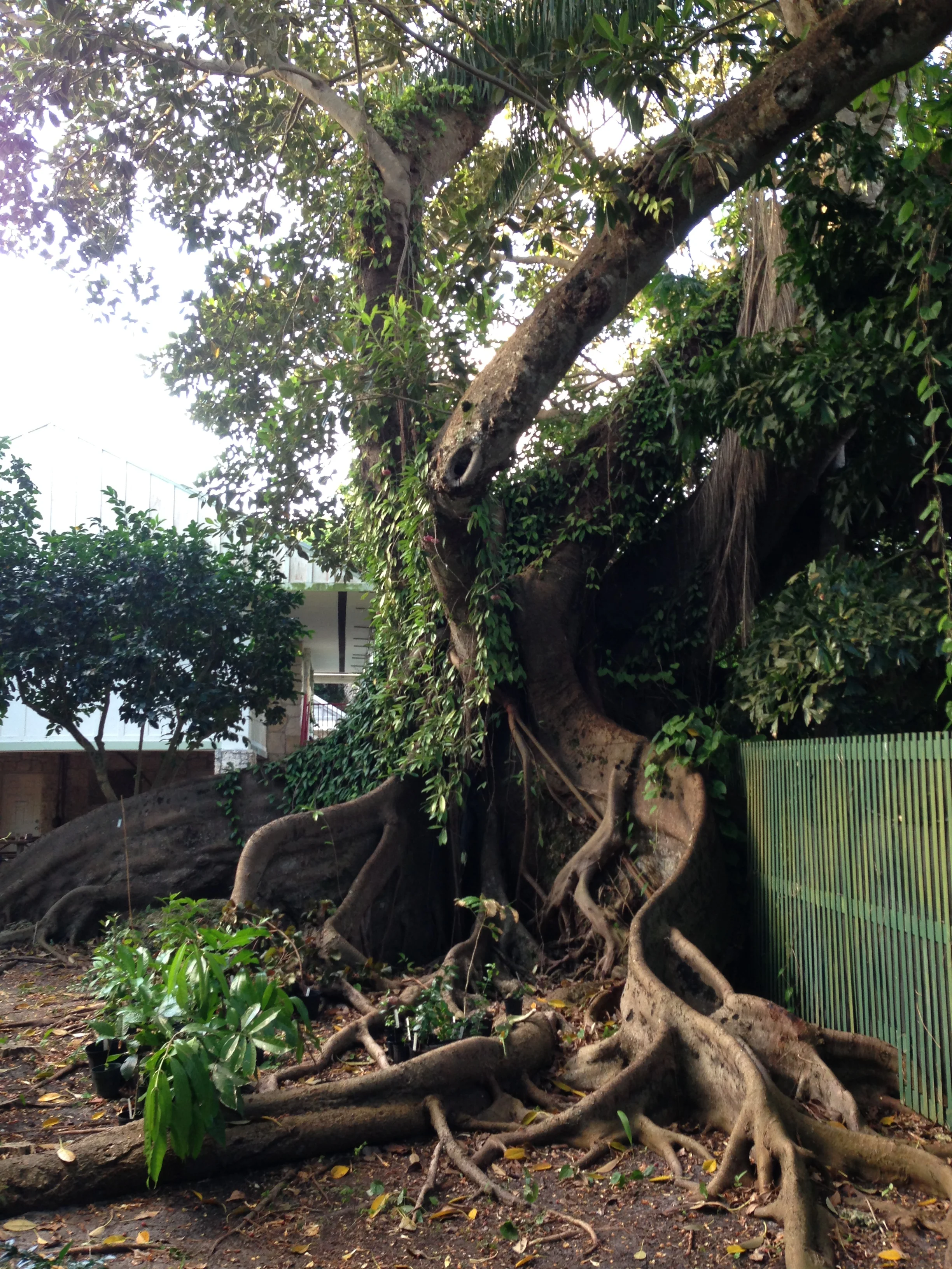 Amazing root systems from the old trees around the Kampong