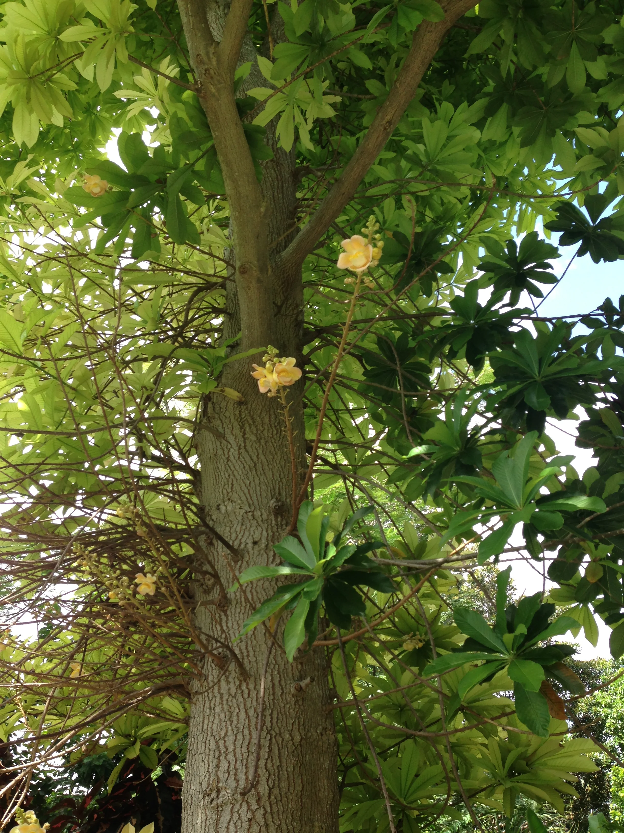 “Cannonball Tree” Couroupita guianensis