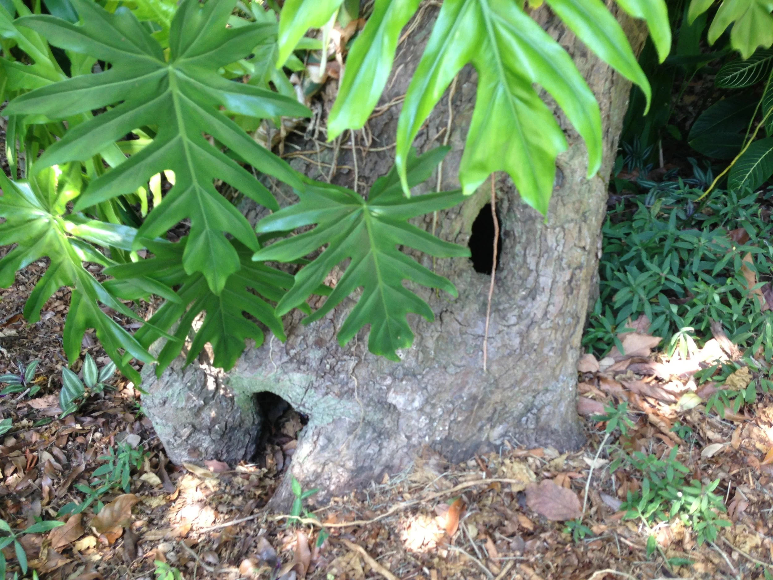 A slightly hollow tree...
