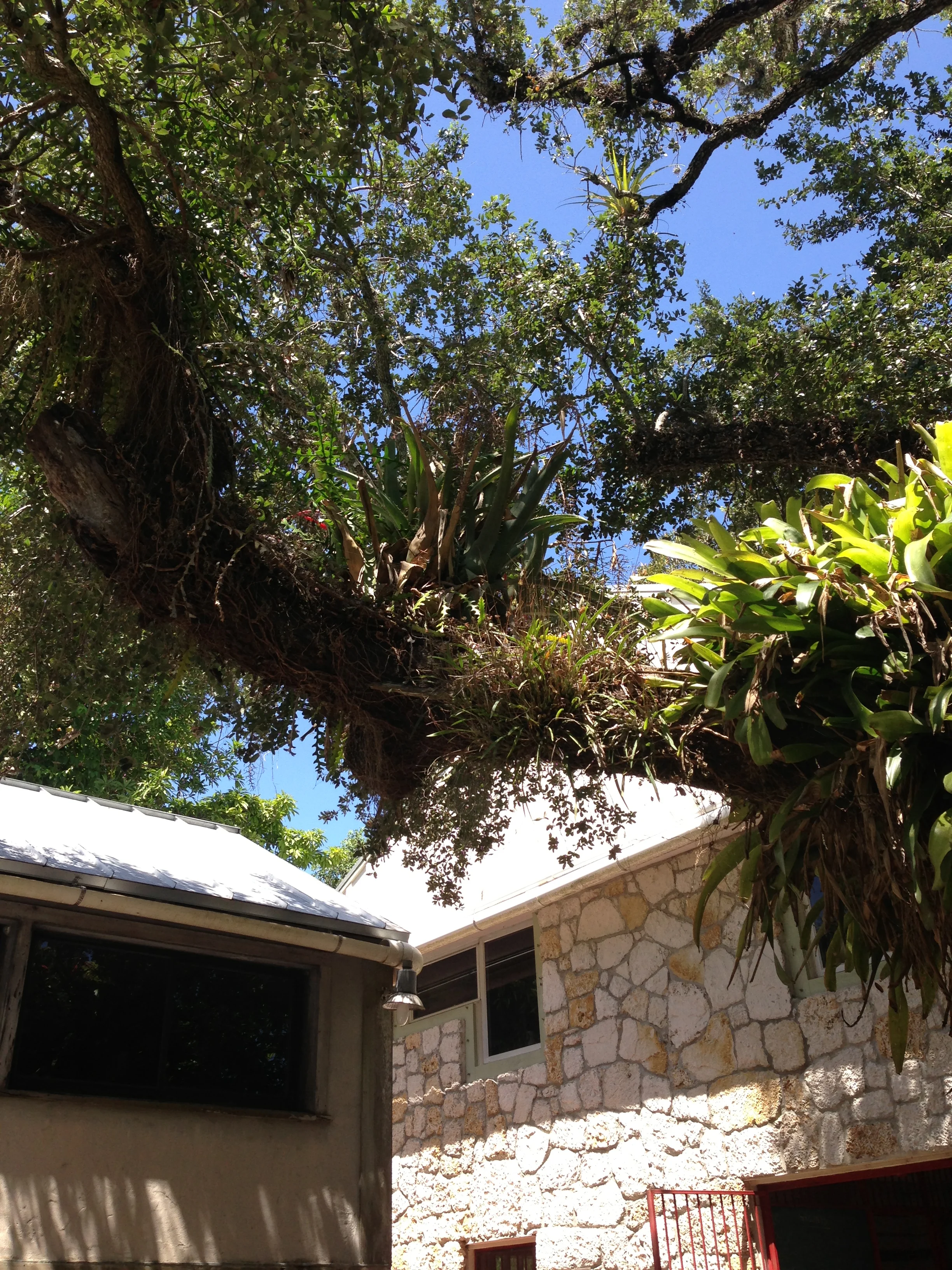 An orchid-filled tree outside of my window