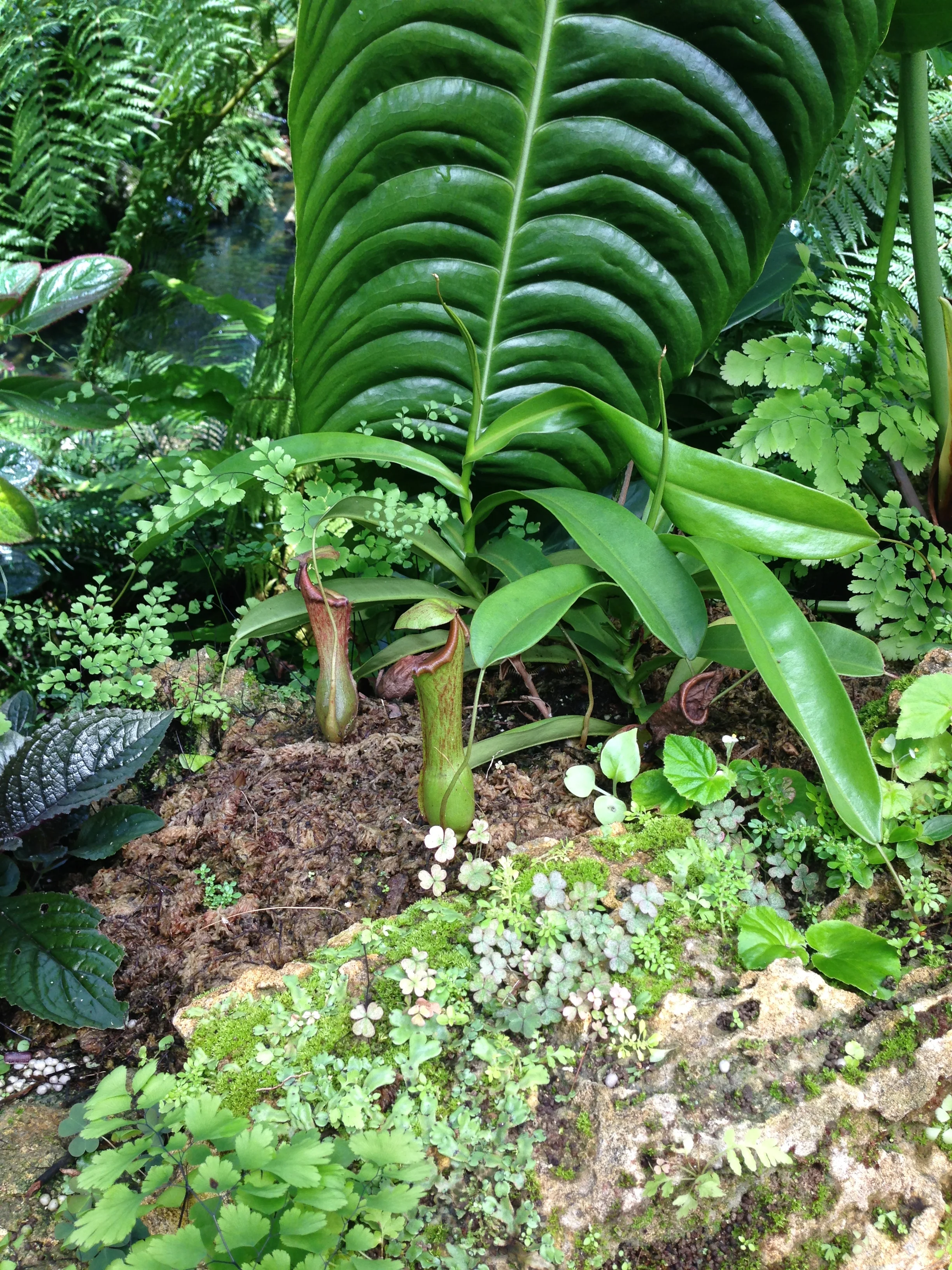 Nepenthes pitcher plant, Fairchild Tropical Botanical Garden rare plant conservatory
