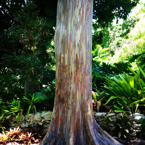 Rainbow Eucalyptus tree, my absolute favorite!