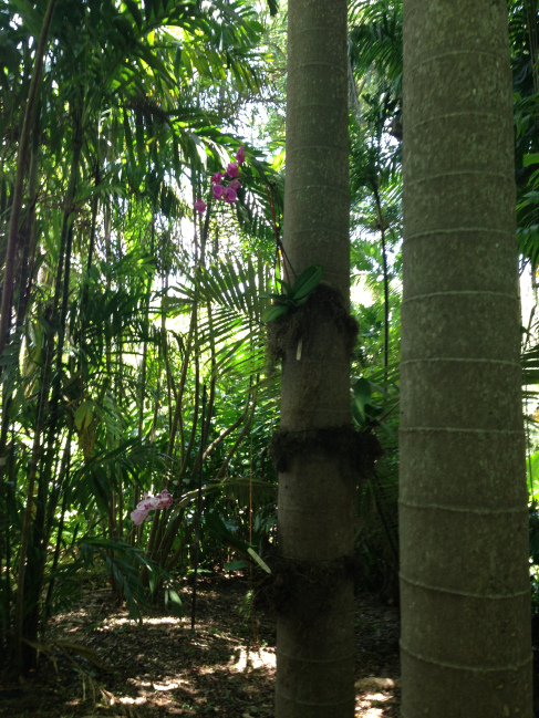 Orchids being established in the trees and throughout the grounds to imitate their natural habitat