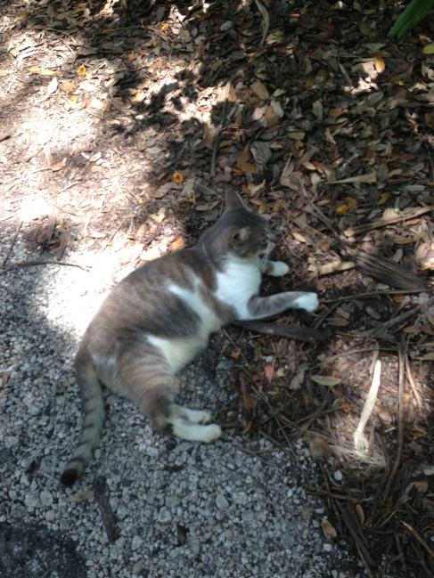I always manage to find a new furry friend along the way!