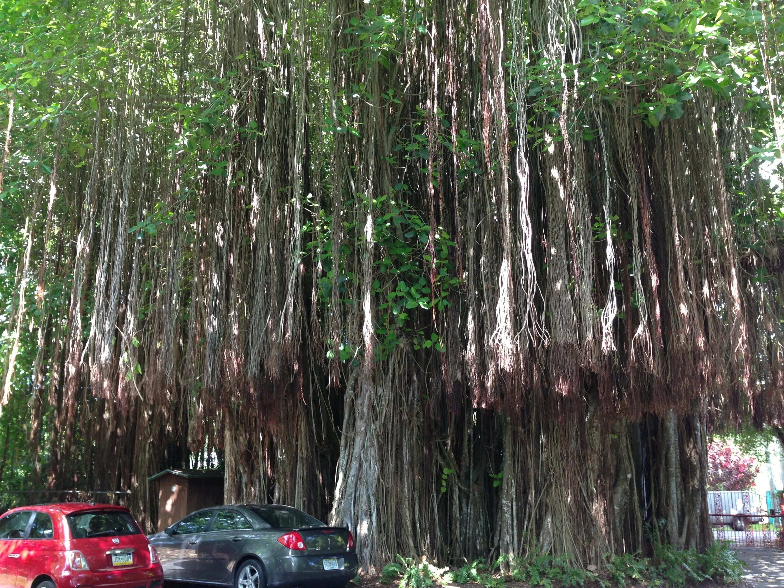 The amazing entrance to the Kampong!