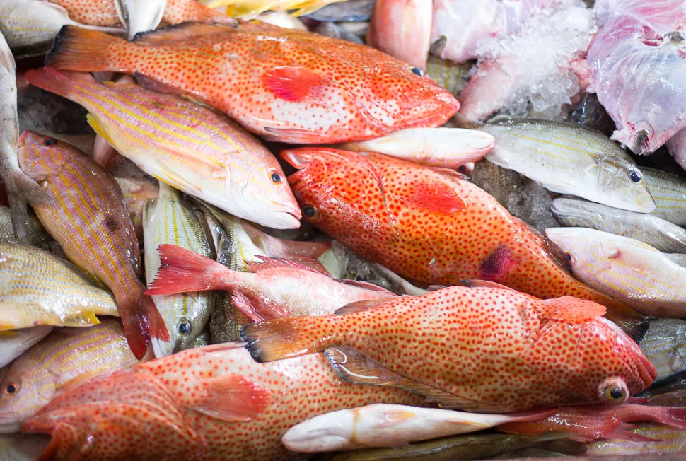 L'arrivage du jour à la Poissonerie / Catch of the day at the fish market - Gustavia