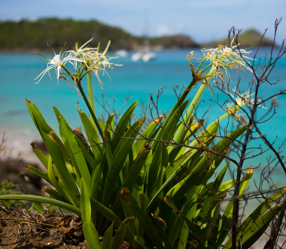 Colombier plage / beach Aug / août 2014