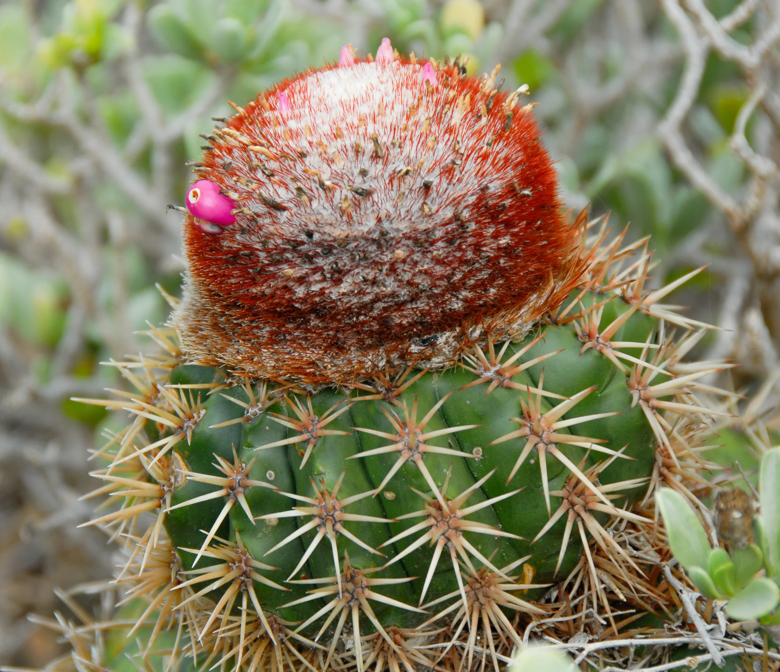 Prickly pear / cactus à figue | Colombier Aug / août 2007