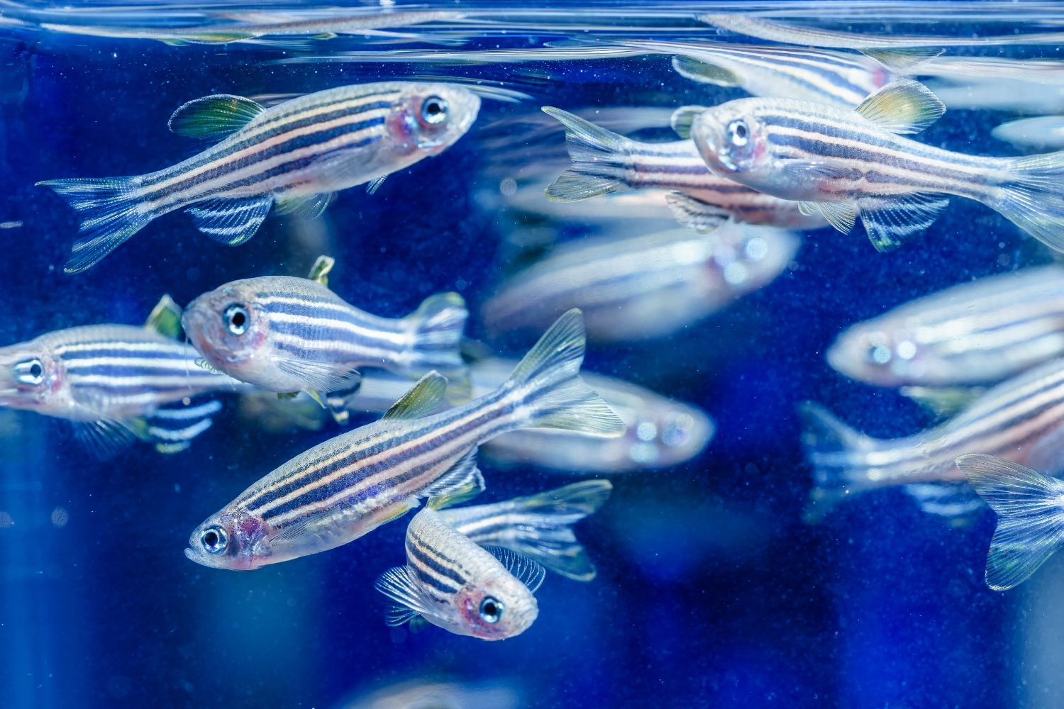 Zebrafish