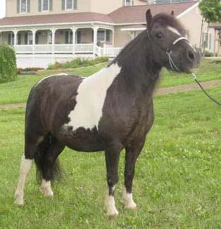 Odesseus Hallmark (Whipporwills Warpaint x 4 Gs Equalizers Black Brownie), Gelding, Foaled 5/21/02; 33.75" Permanent