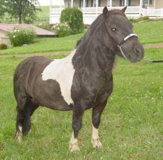 Hector Hallmark, (Whipporwills Warpaint x Maggie Mae Hallmark), Stallion, Foaled 5/20/03; 28", DNA Tested