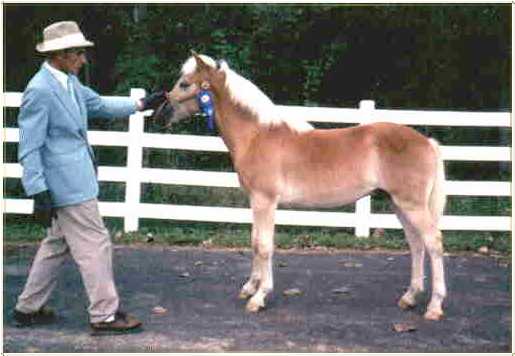 Aries Hallmark, (Aladar NTF x Mandy DWH), 1/23/00, Gelding, 1st Place Weanling Gelding AHR National Show, AHR National Reserve Junior Champion