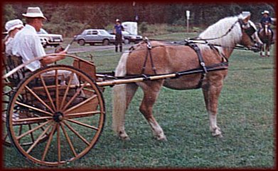 Whitaker NTF (Wallstreet NTF x Marietta), 2 year old Stallion, at Haflinger Exhibition, Penn State University