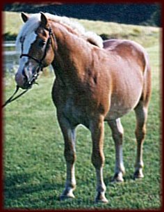 Whitaker NTF (Wallstreet NTF x Marietta), Gelding SOLD Congratulations to Mandy & Wade Weaver, Port Matilda, PA