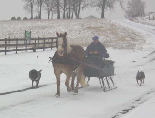 Worthington Hallmark, Jed, Ellie May & Bill enjoying this winter day.