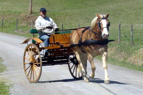 Bill and Worthington on the 25th Anniversary of Hallmark Farm.