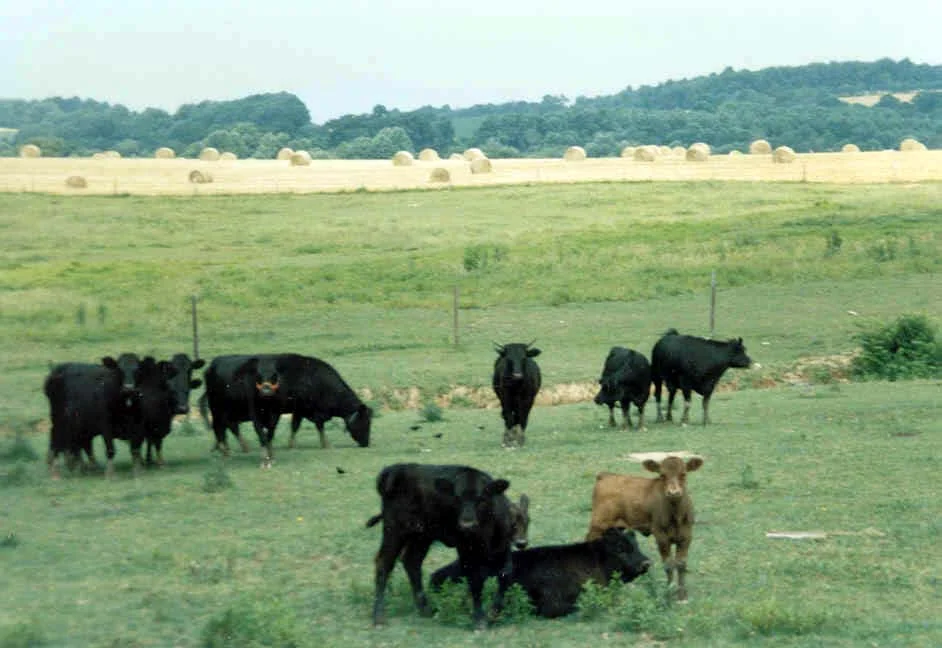 DexterCattle.jpg