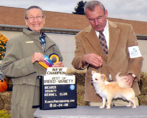 10/4/09 Beaver Co. Kennel Club, Best of Variety over 3 Specials, 3 point Major, under Judge Ms. Carolyn A. Herbel