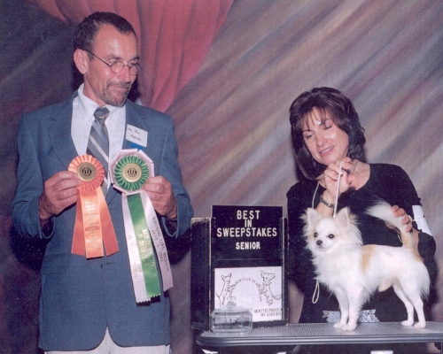 I had the honor of judging the Sweepstakes at the Chihuahua Club of Michigan's Specialty show in June of 2005. The handler is Maria Sulecki and she is showing Tiny Mites White Knight. He was awarded Best Senior in Sweepstakes. This was a challenging and enlightening experience.