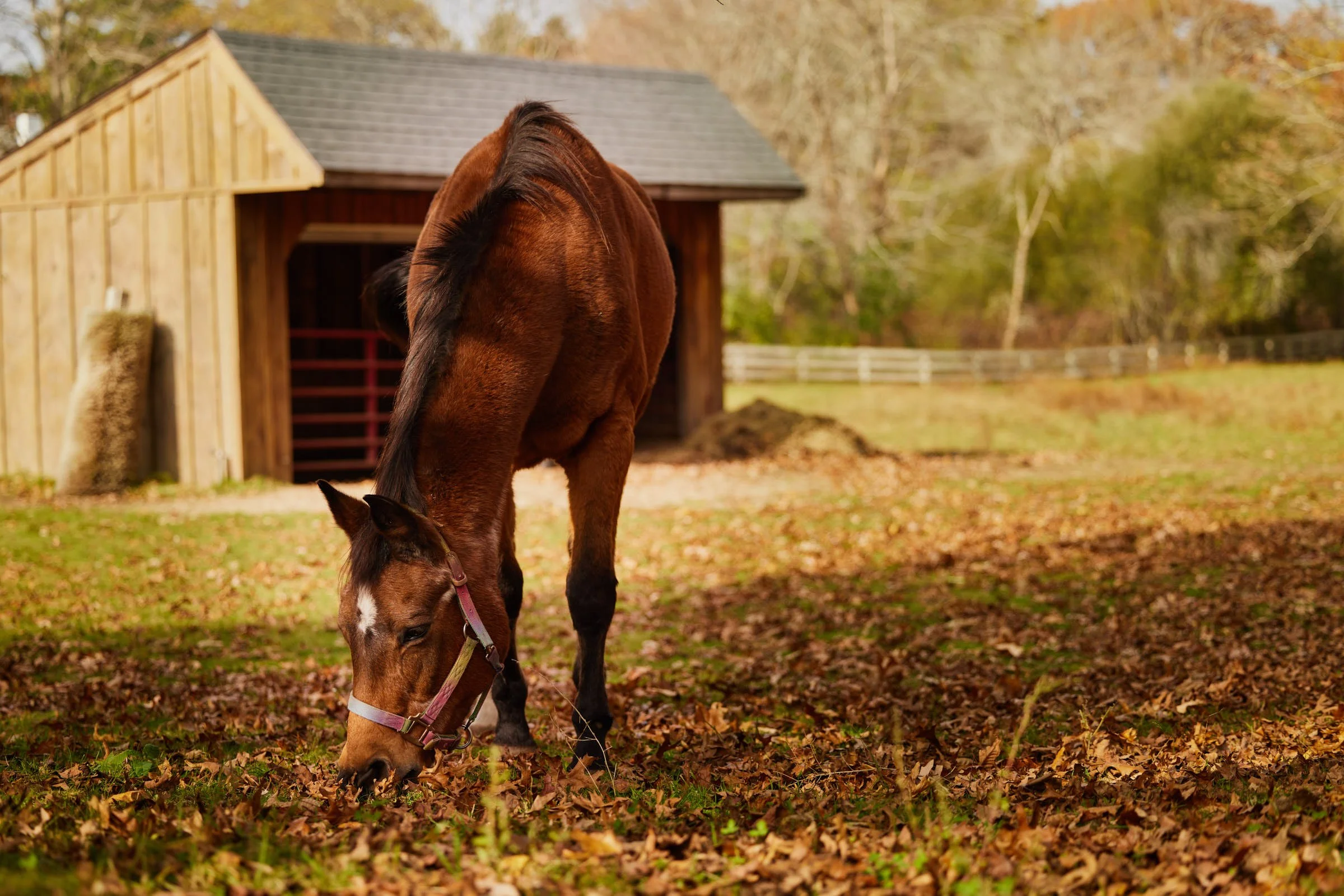 essex-heritage-farm-horse.jpg
