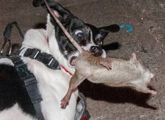This dog's paws. They smell like the Fritos.