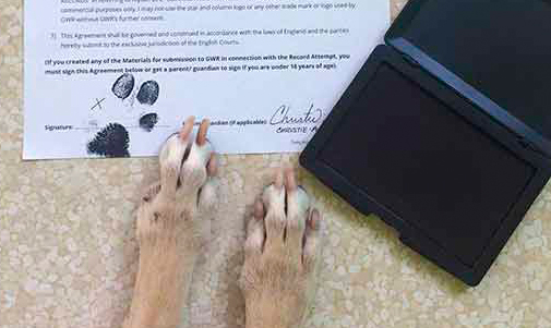 The paws of greatness