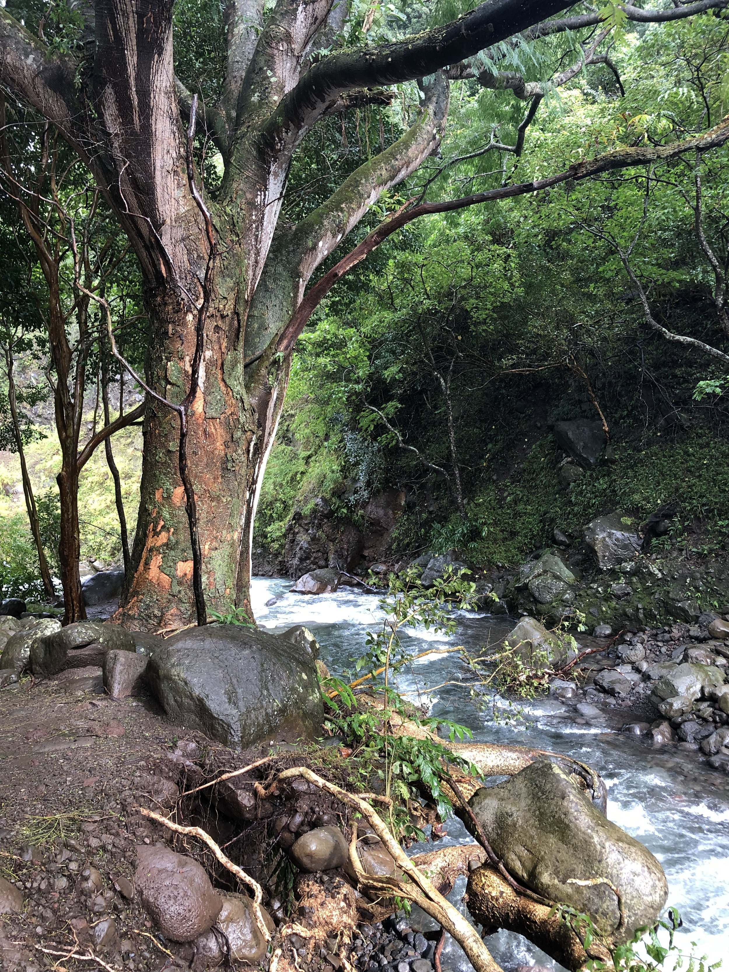 God’s Way - A reflection on Psalm 1 