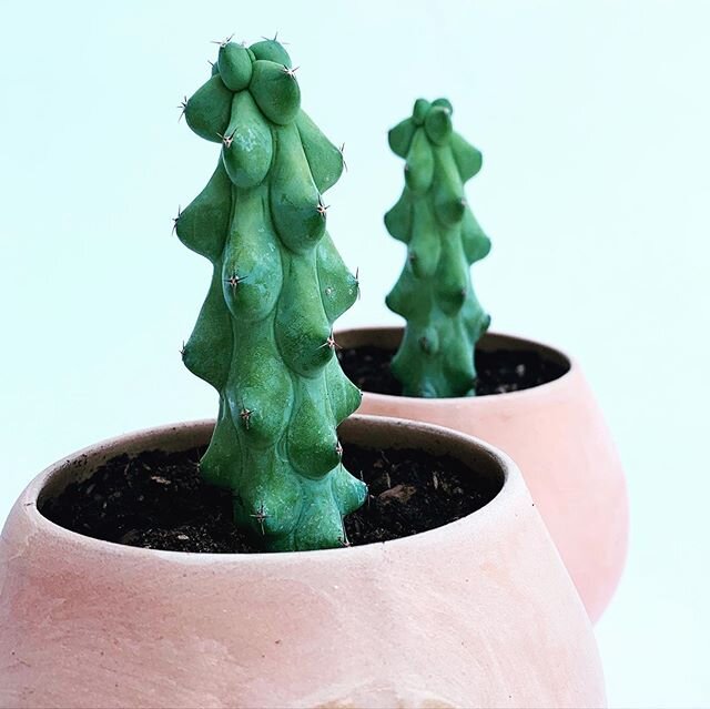 My nip cacti arrived! These are staying in my personal collection (they were hard to find). I&rsquo;m glazing nip planters for the June pre-order sale this weekend. Last chance for nip planters on sale price is this Sunday May 31. 🌵 #cacti #nippleca