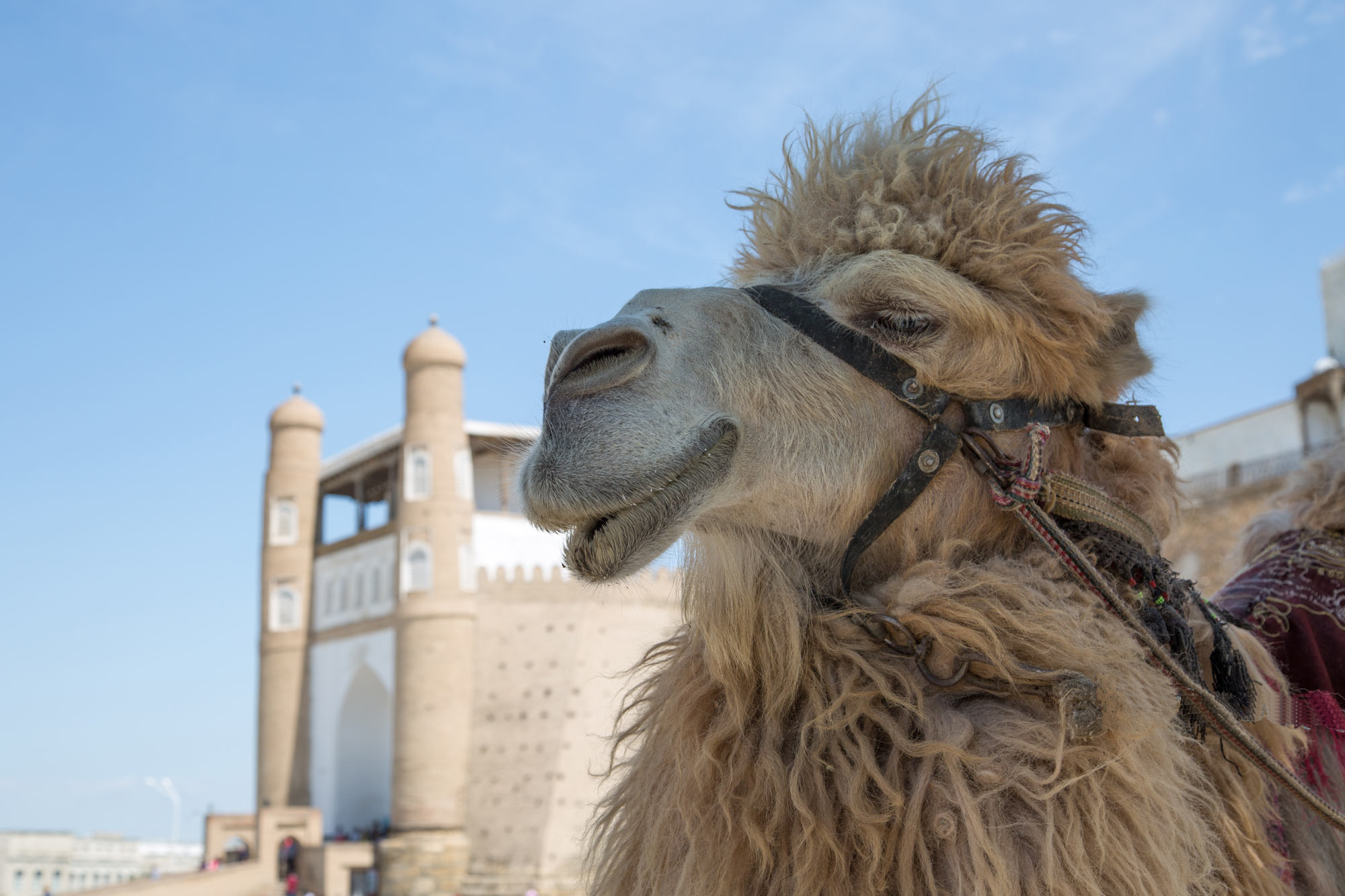 Camel in Uzbekistan