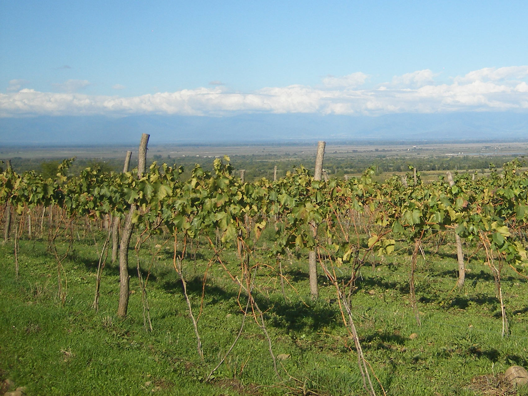 Vineyards near Signagi, Georgia