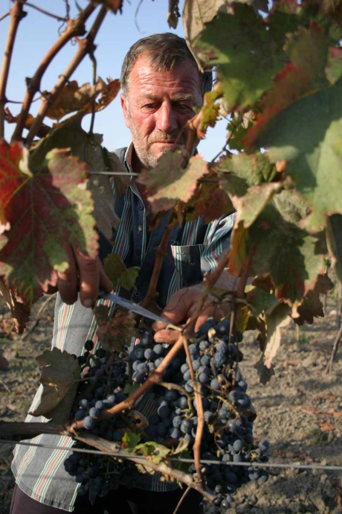 One of 500 varieties of Georgian grapes