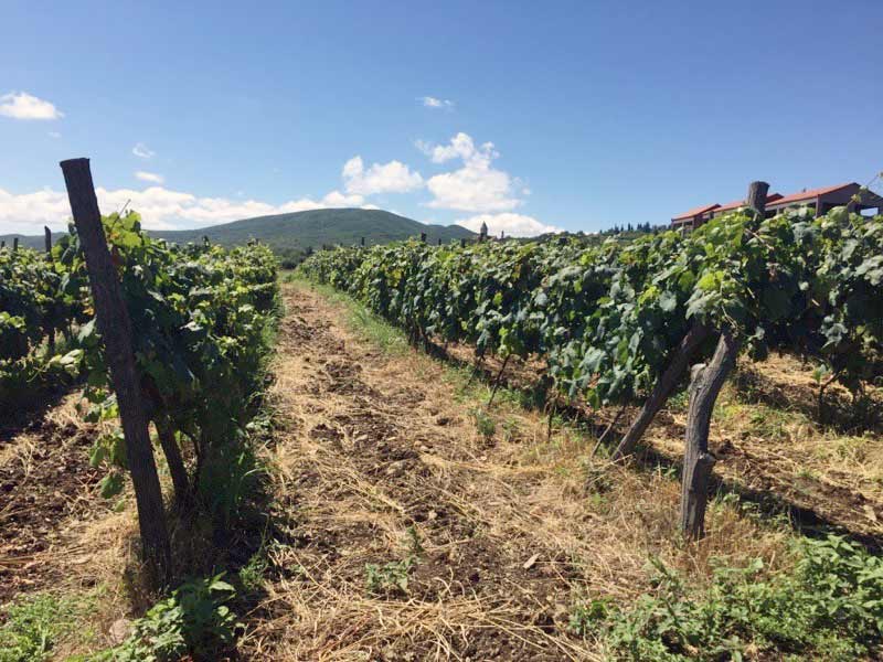  Pheasant's Tears Vineyard in Georgia Photo: John Wurdeman 