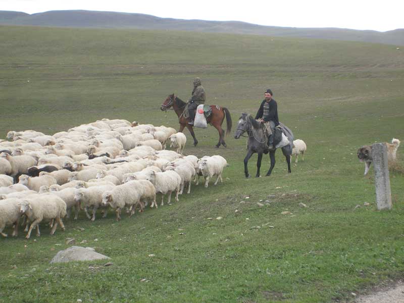  Georgian shepherds tend their flocks Photo: Mariana Noble  