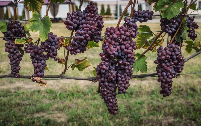  One of 500+ grape varieties in Georgia Photo: Kees Sprengers 