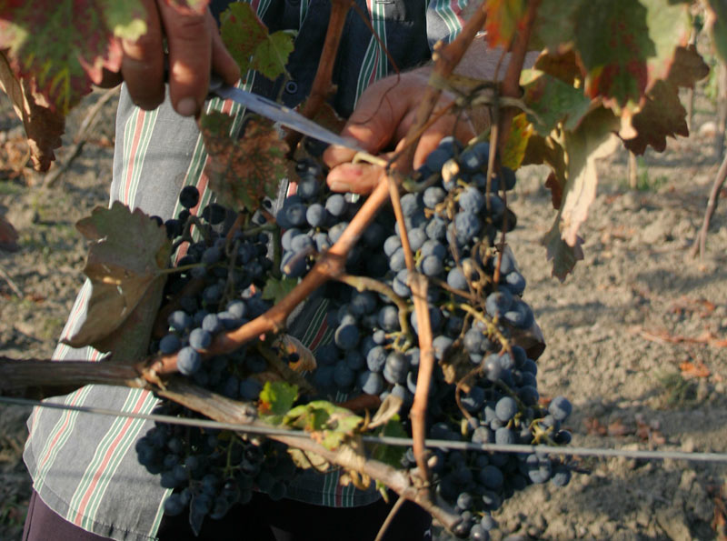  Harvesting grapes in Georgia’s Kakheti region 