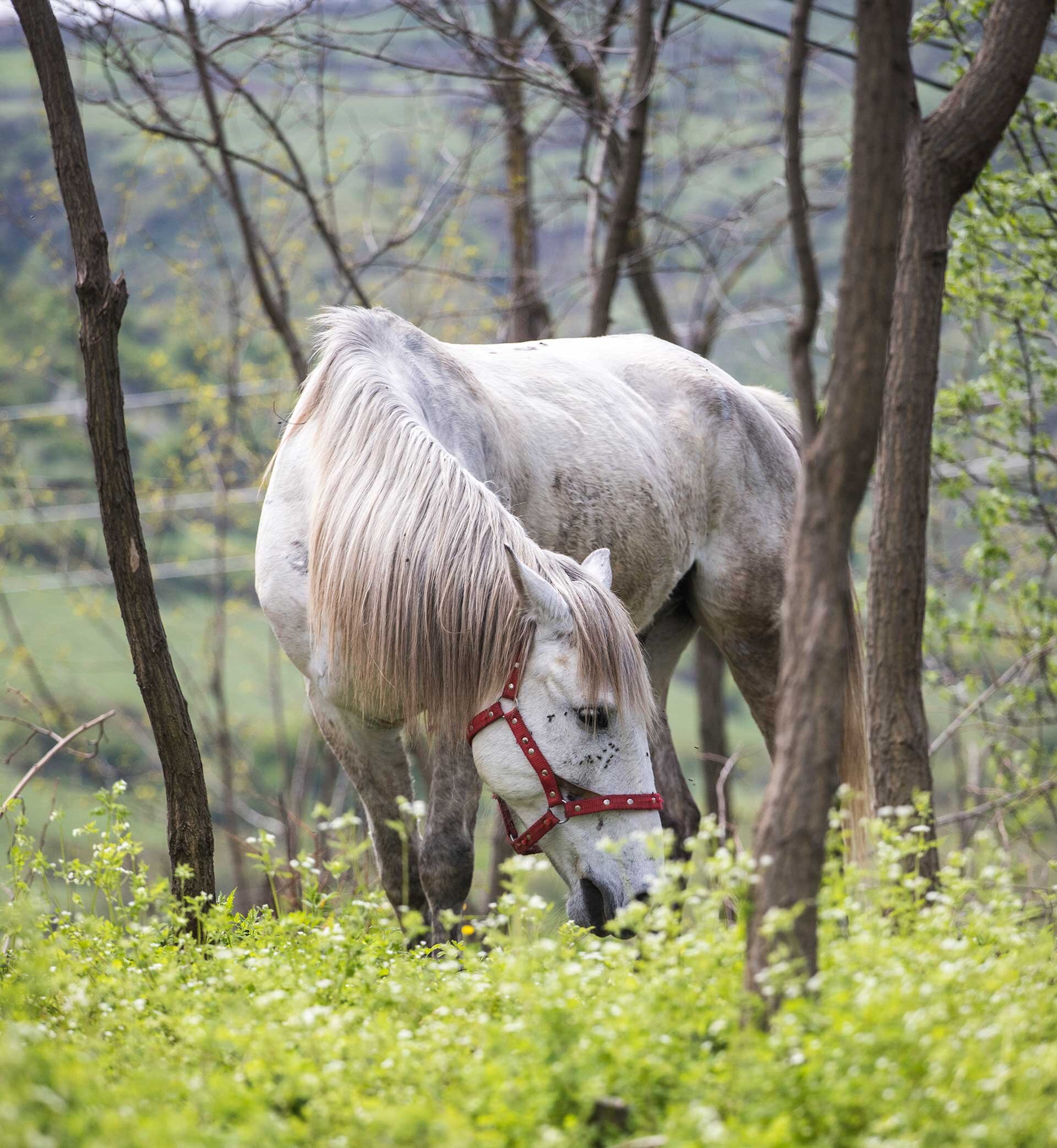 Grazing at Lost Ridge Inn. 