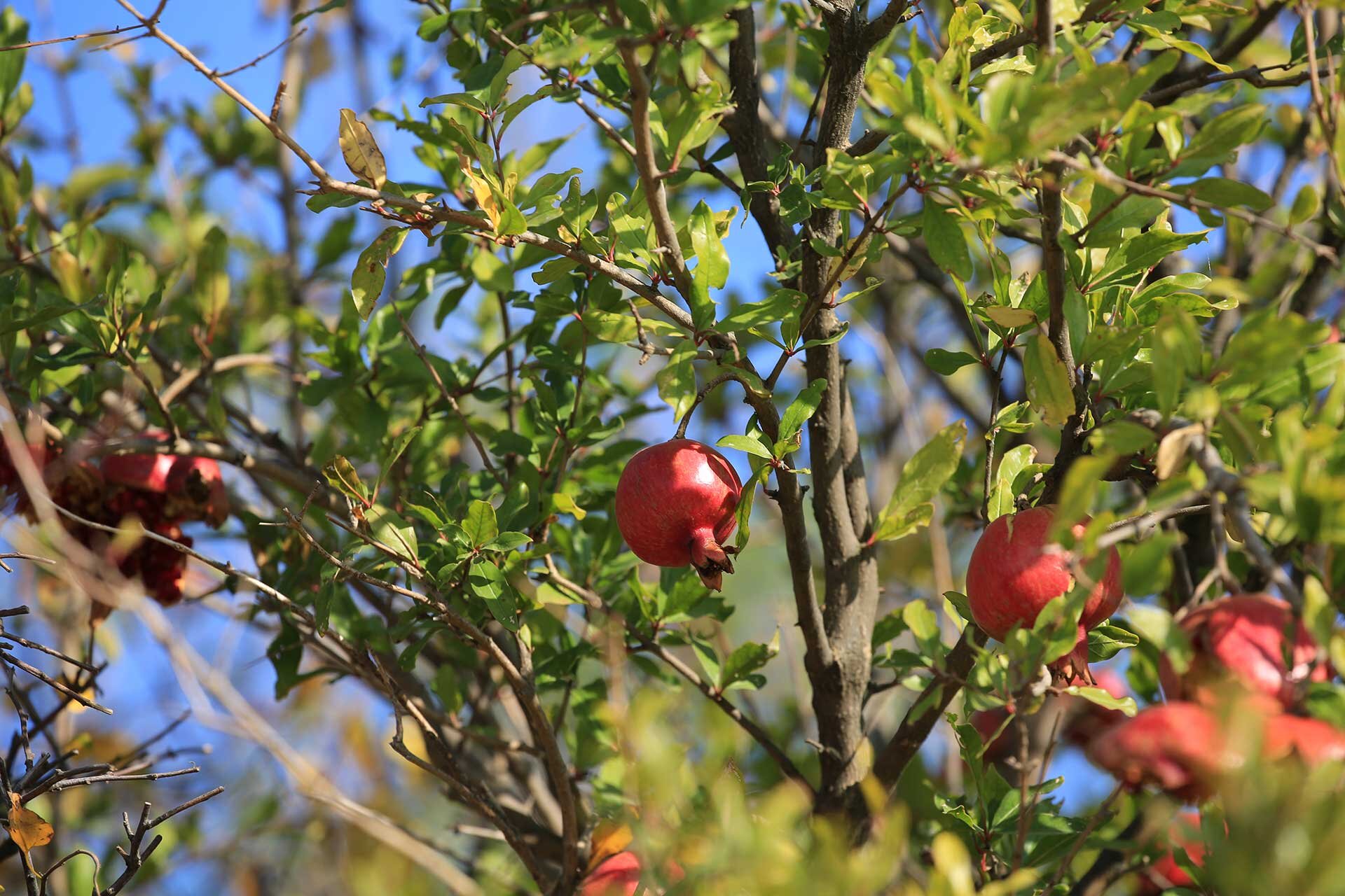 Pomegranates growing in the organic orchard at Lost Ridge Inn.